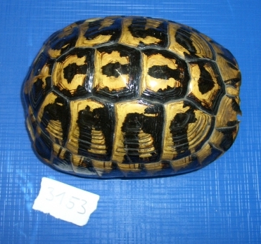 Testuggine comune (esemplare)