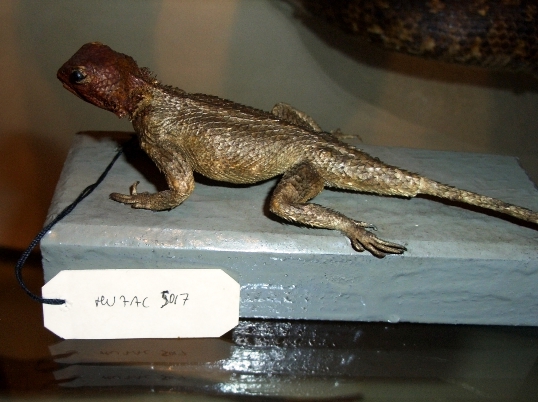 Agama di Rueppel (esemplare)