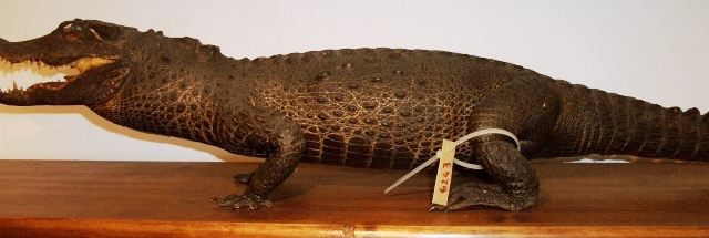 Osteolemo (esemplare)