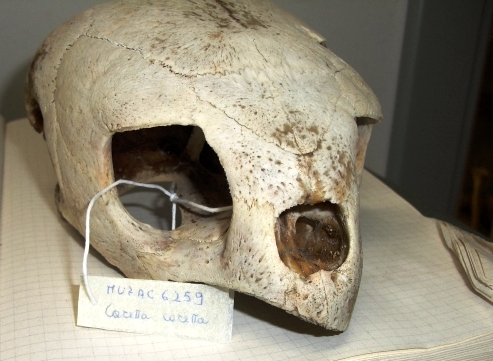 Tartaruga comune (esemplare)