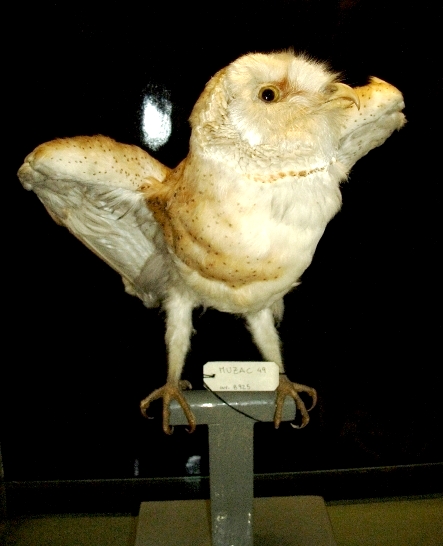 barbagianni (esemplare)