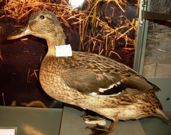 Germano reale (esemplare)