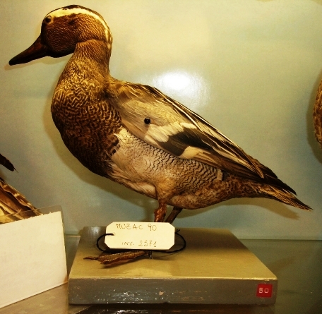 Marzaiola (esemplare)