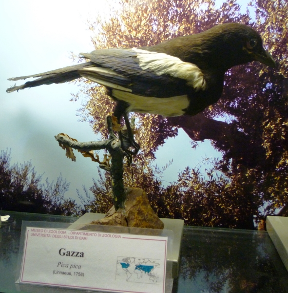 gazza (esemplare)