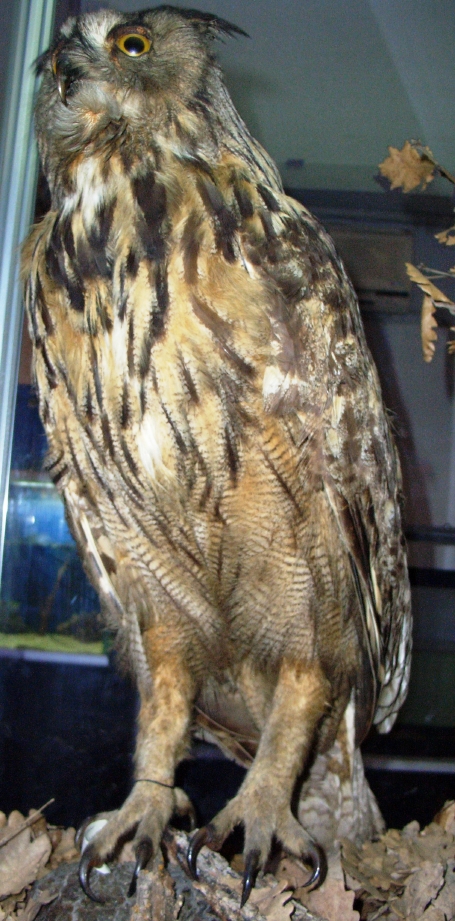 Gufo reale (esemplare)