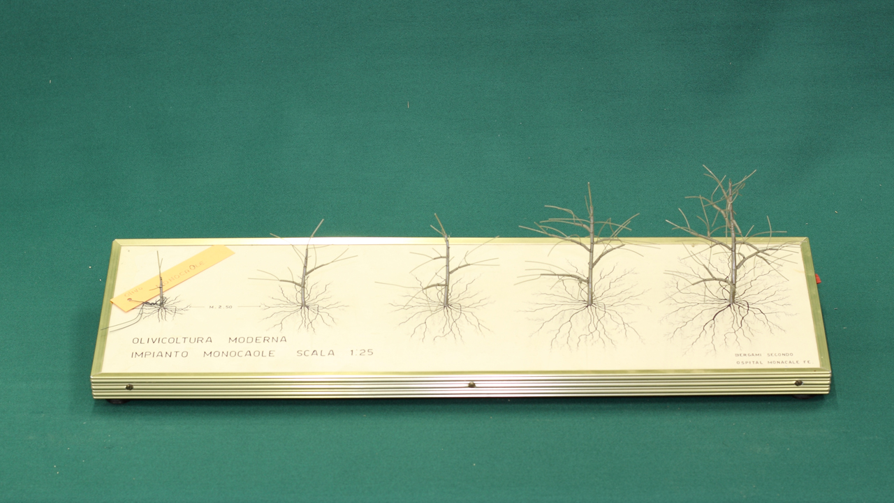 modello, di allevamento dell'olivo - monocaole (seconda metà sec. XX)