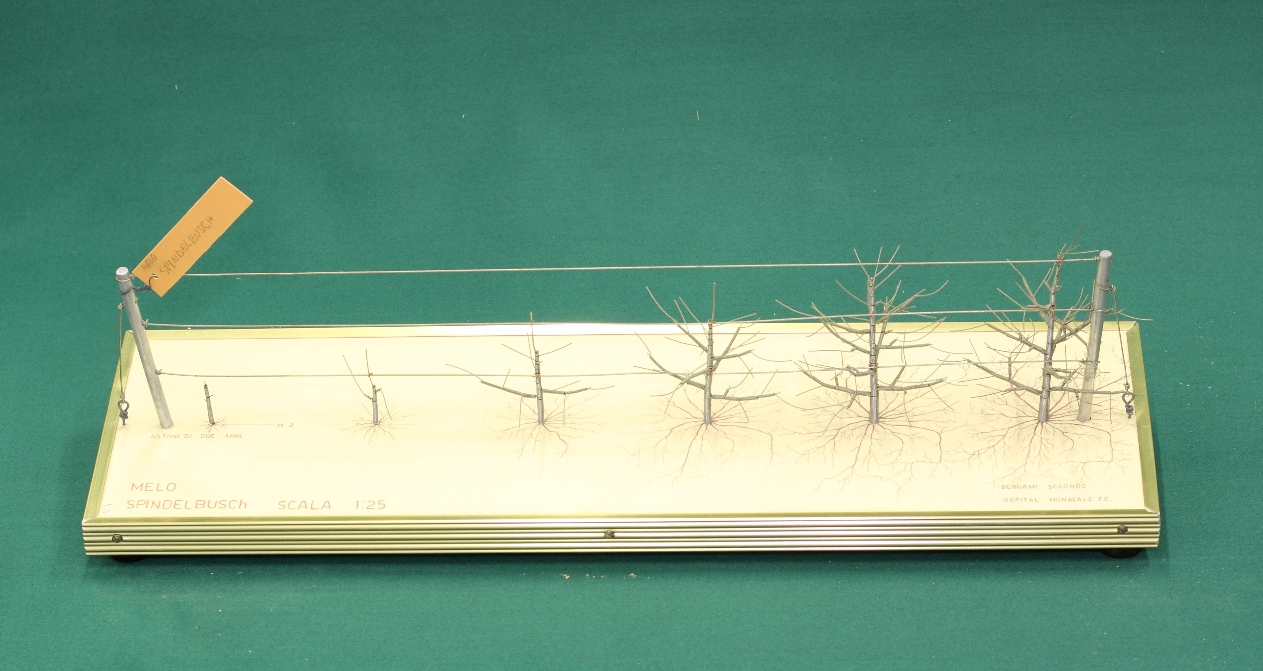 modello, di allevamento del melo - spindelbusch (seconda metà sec. XX)