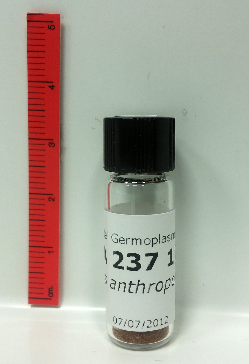 Orchis antropophora (L.) All - campione (2012/07/07)