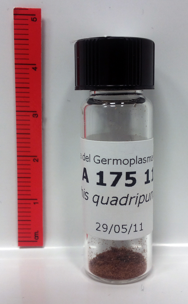 Orchis quadripunctata Cirillo ex Ten - campione (2011/05/29)