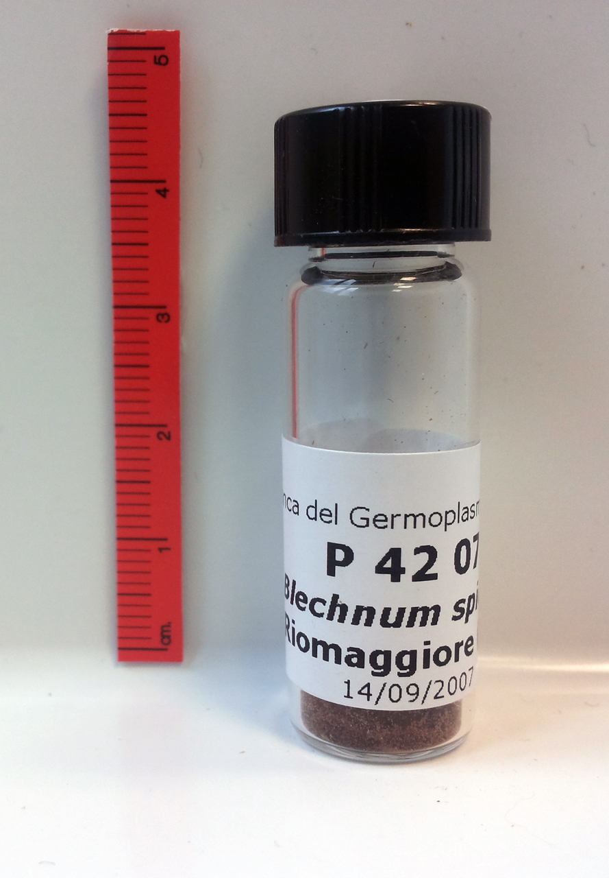 Blechnum spicant (L.) Roth - campione (2007/09/14)