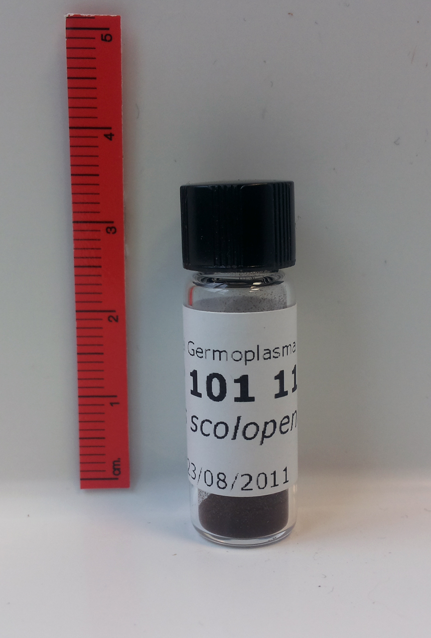 Phyllitis scolopendrium (L.) Newman subsp. scolopendrium - campione (2011/08/23)