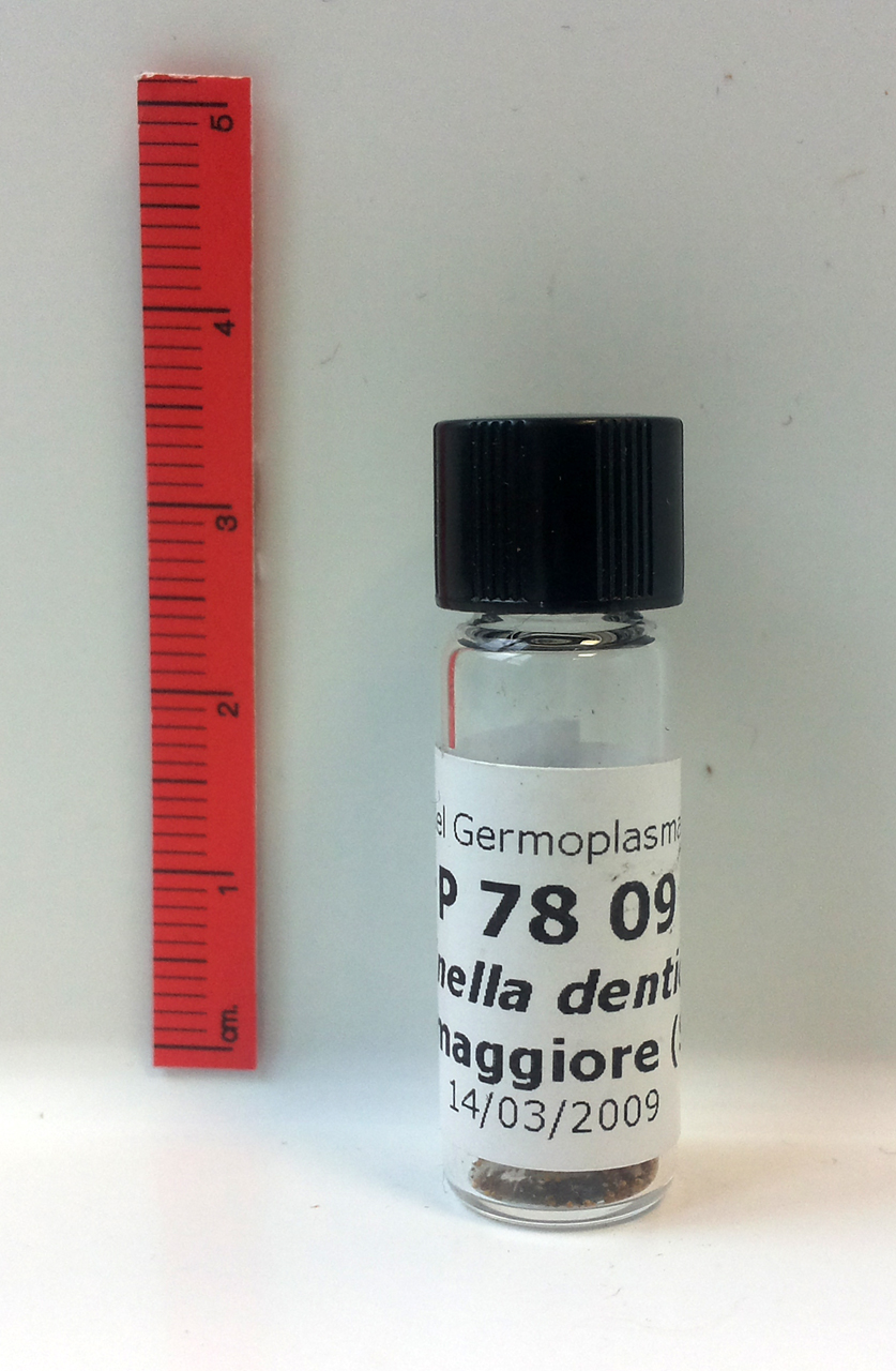 Selaginella denticulata (L.) Spring - campione (2009/03/14)