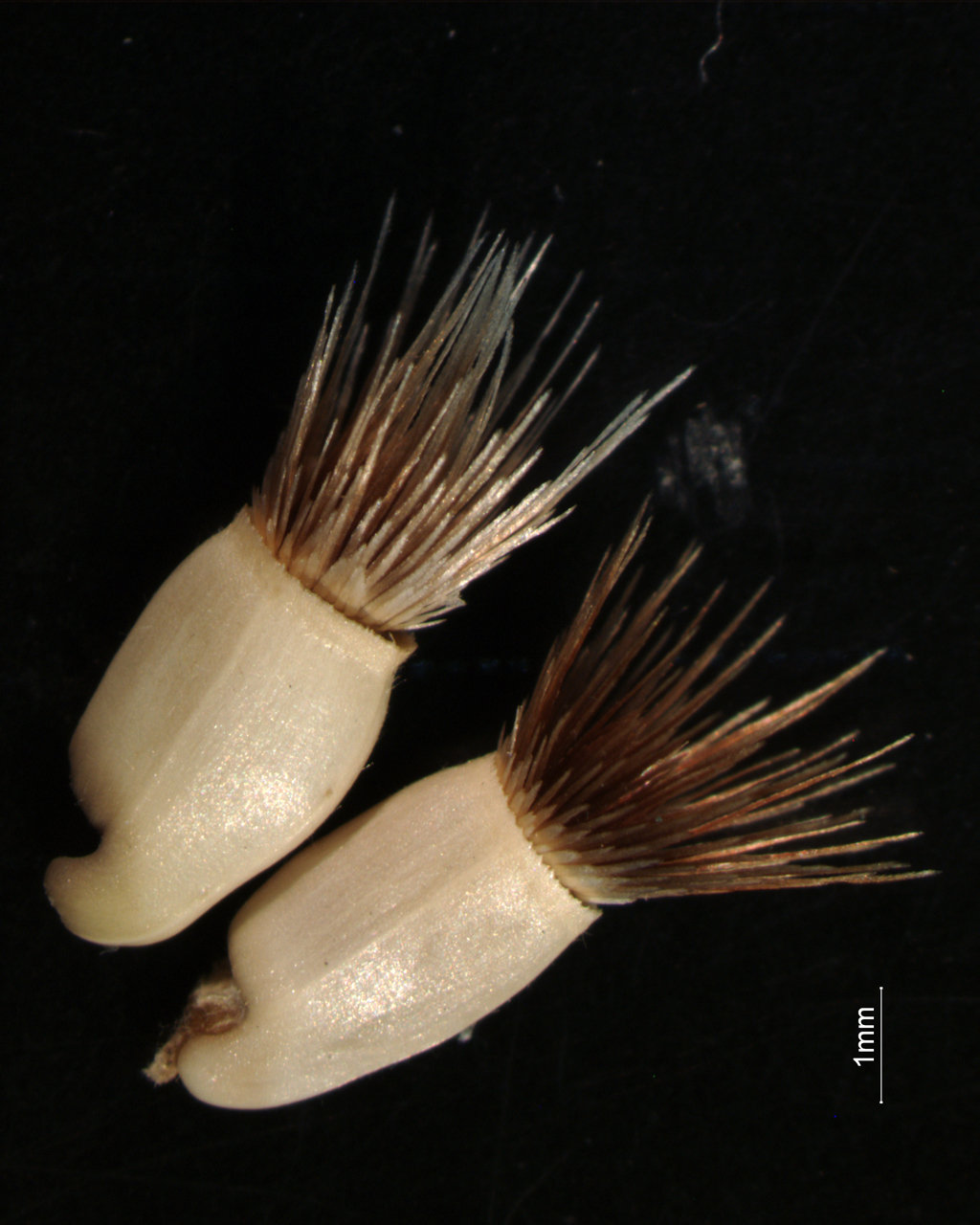 Centaurea sphaerocephala L - campione (2014/08/31)