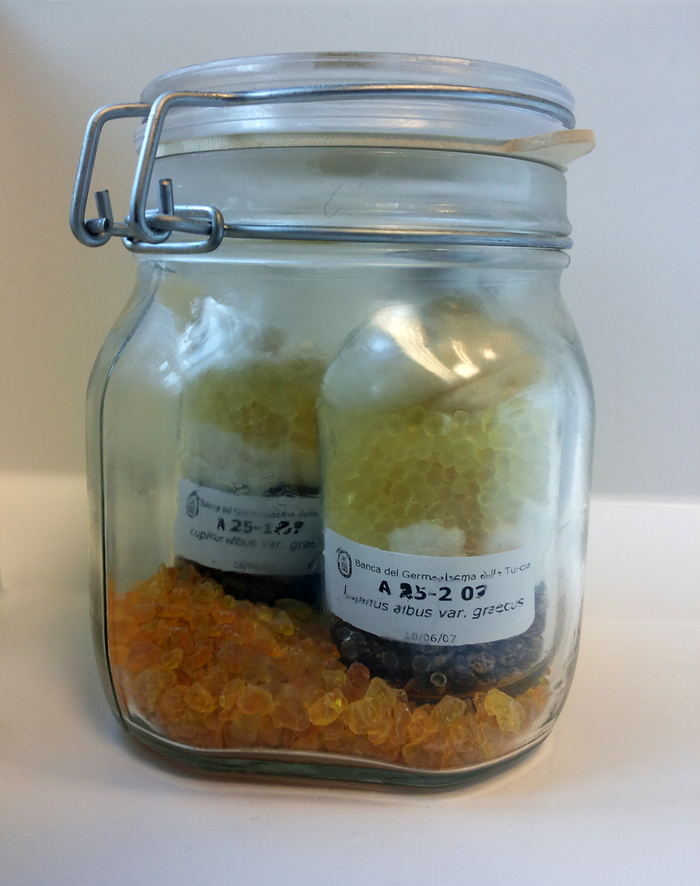 Lupinus graecus Boiss. & Spruner - campione (2007/06/10)