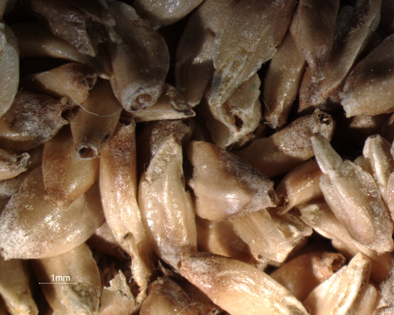 Otanthus maritimus (L.) Hoffmgg. & Link - campione (2013/09/30)