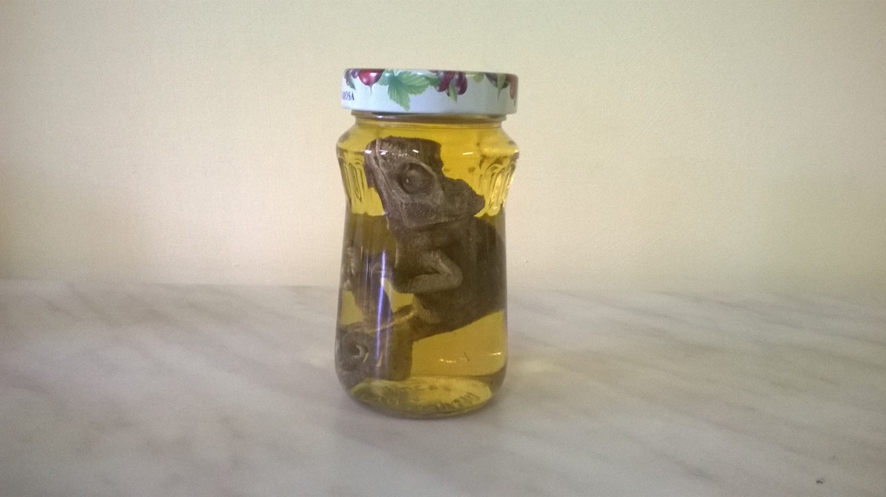 camaleonte (esemplare)