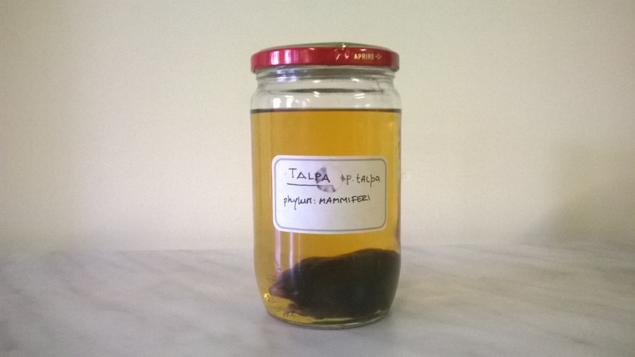 talpa (esemplare)
