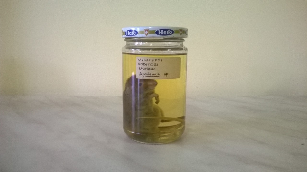 Apodemus agrarius (esemplare)