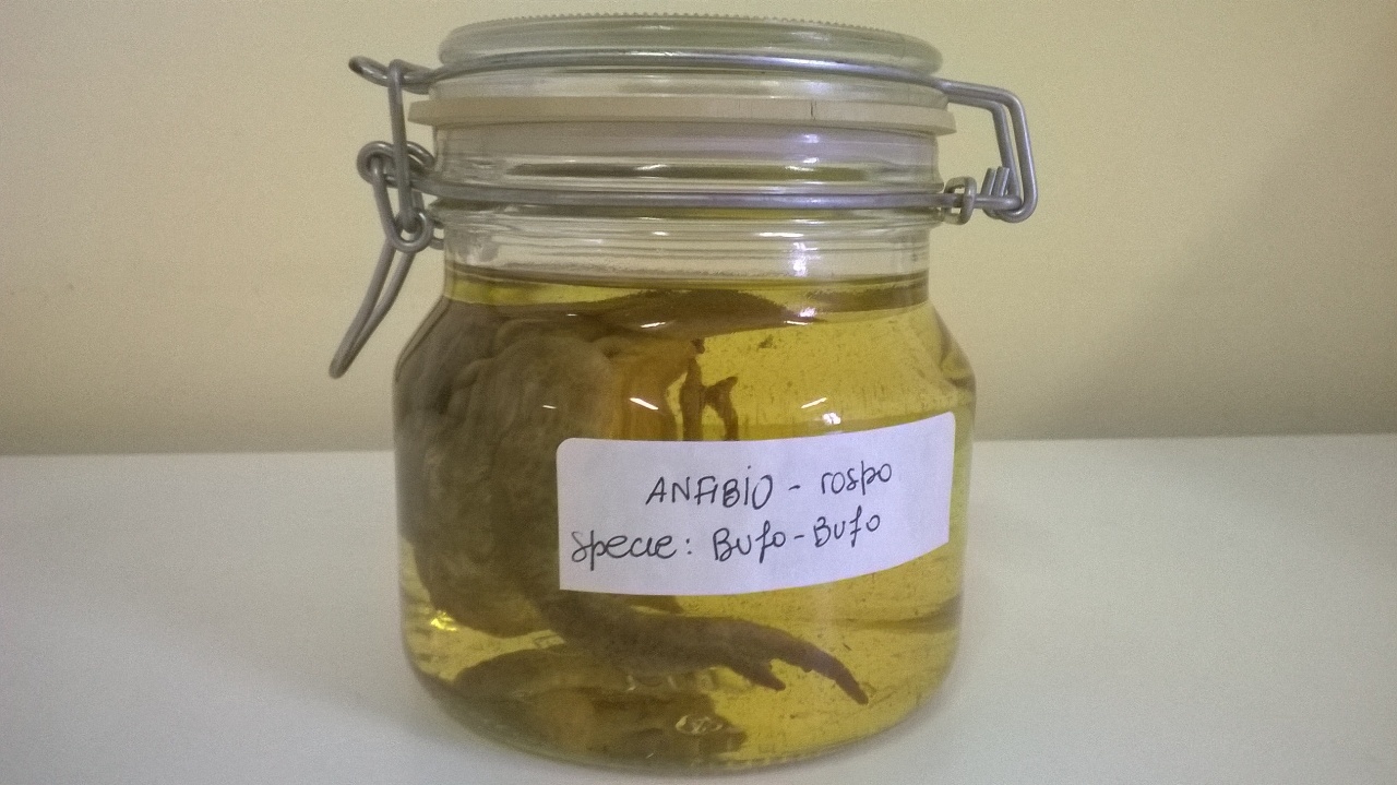 rospo comune (esemplare)