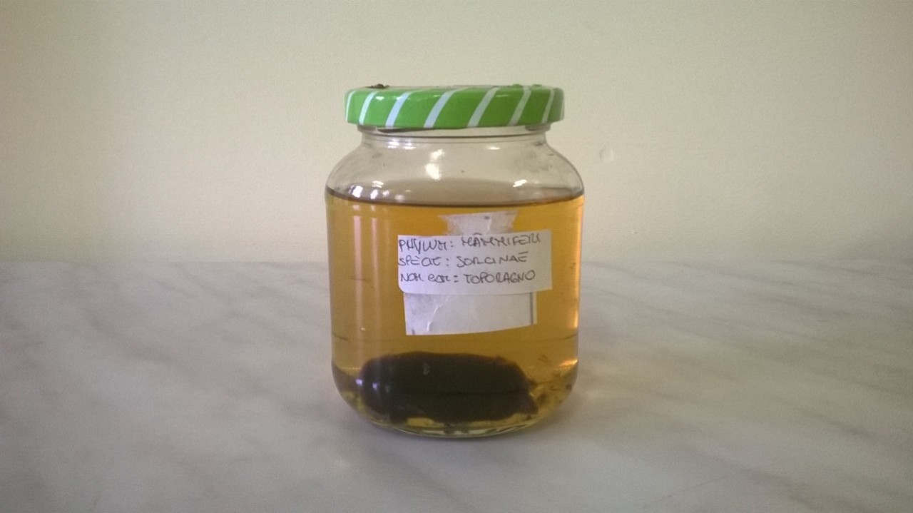 toporagno (esemplare)