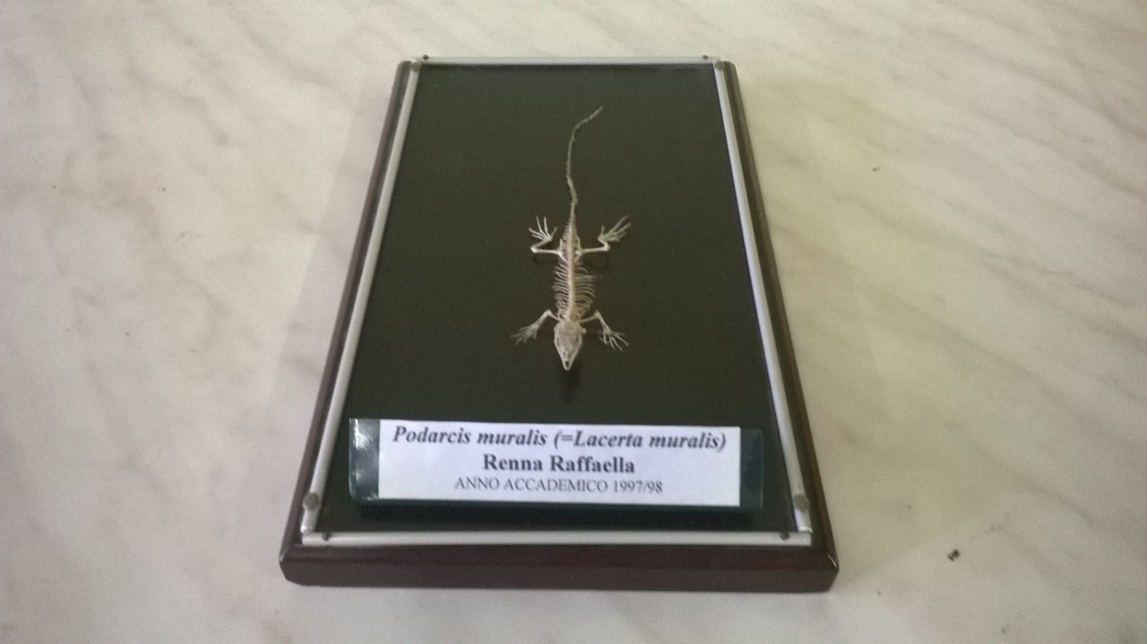 lucertola muraiola (esemplare)