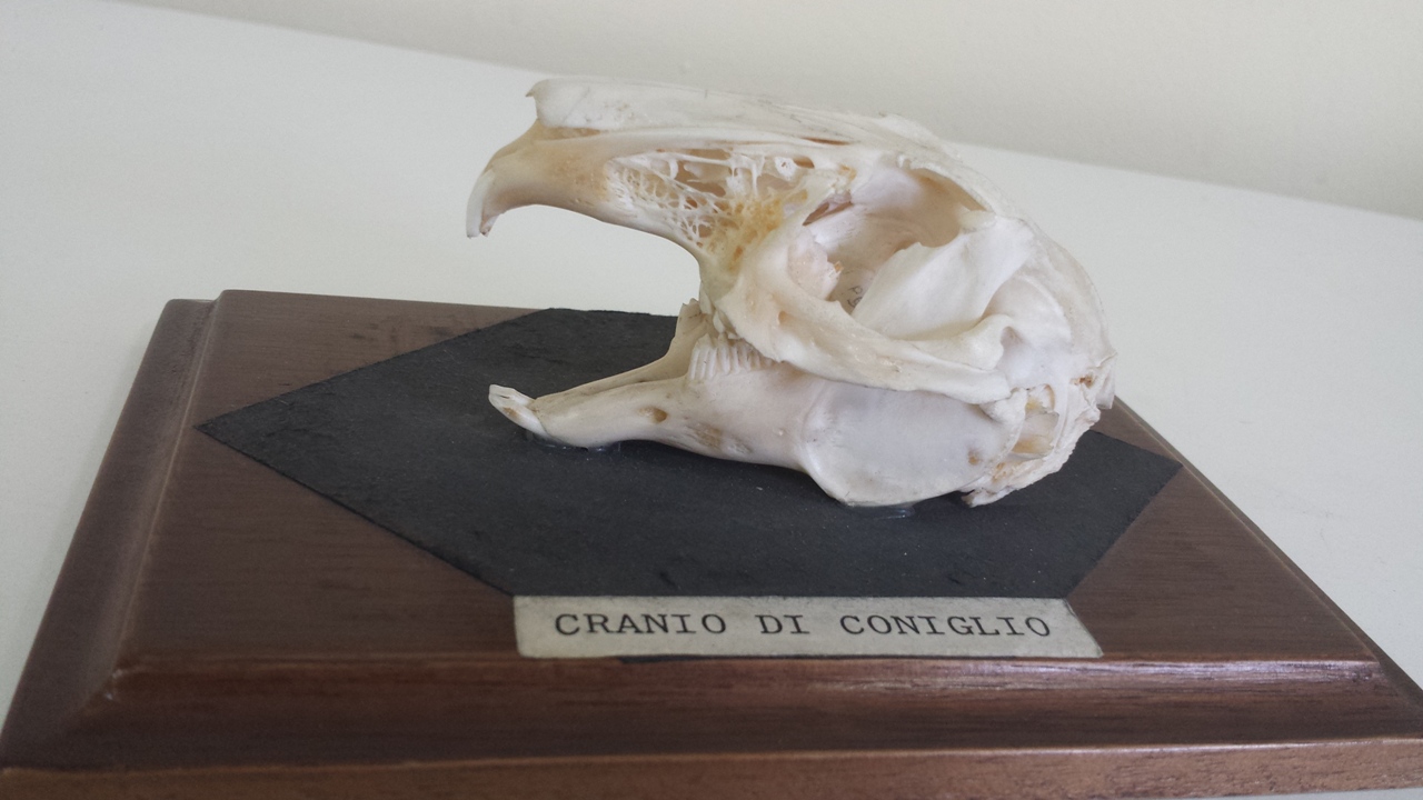 coniglio (esemplare)