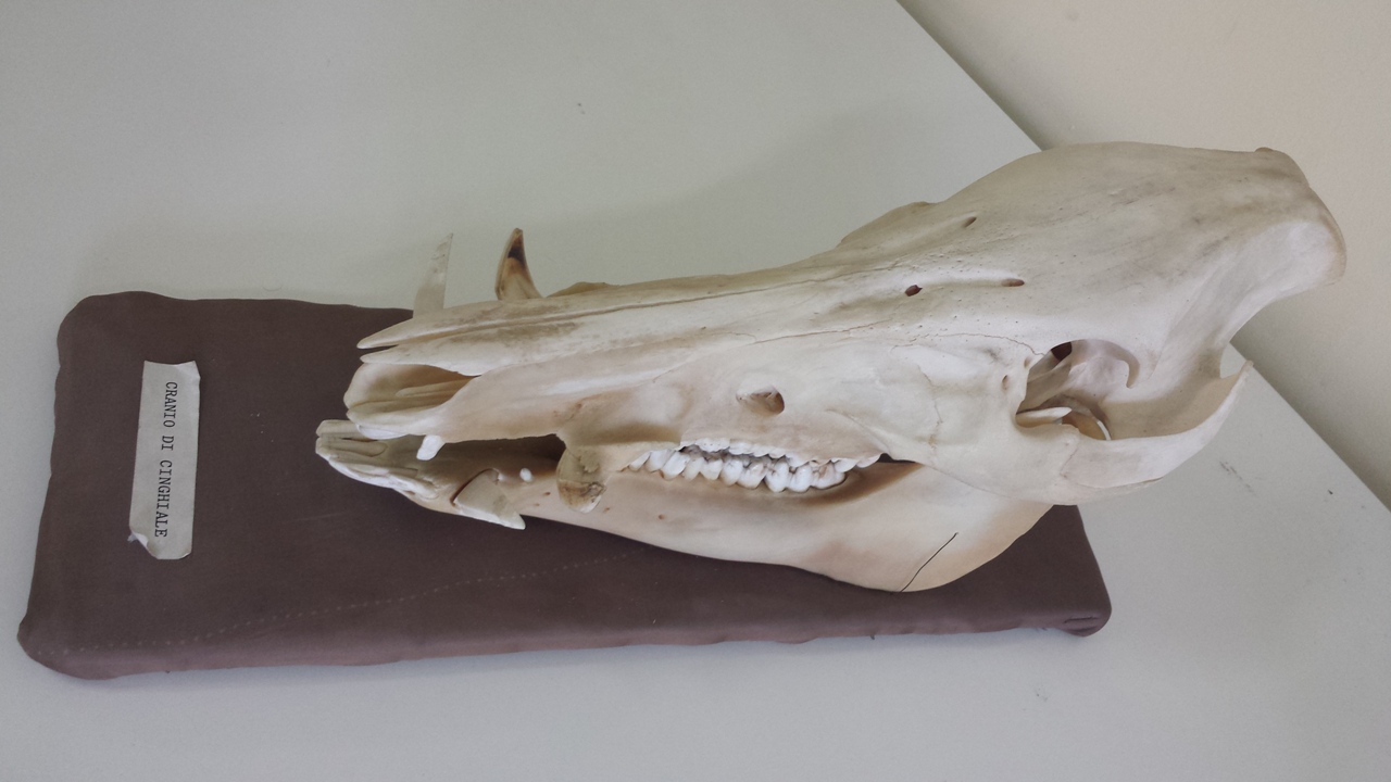 cinghiale (esemplare)