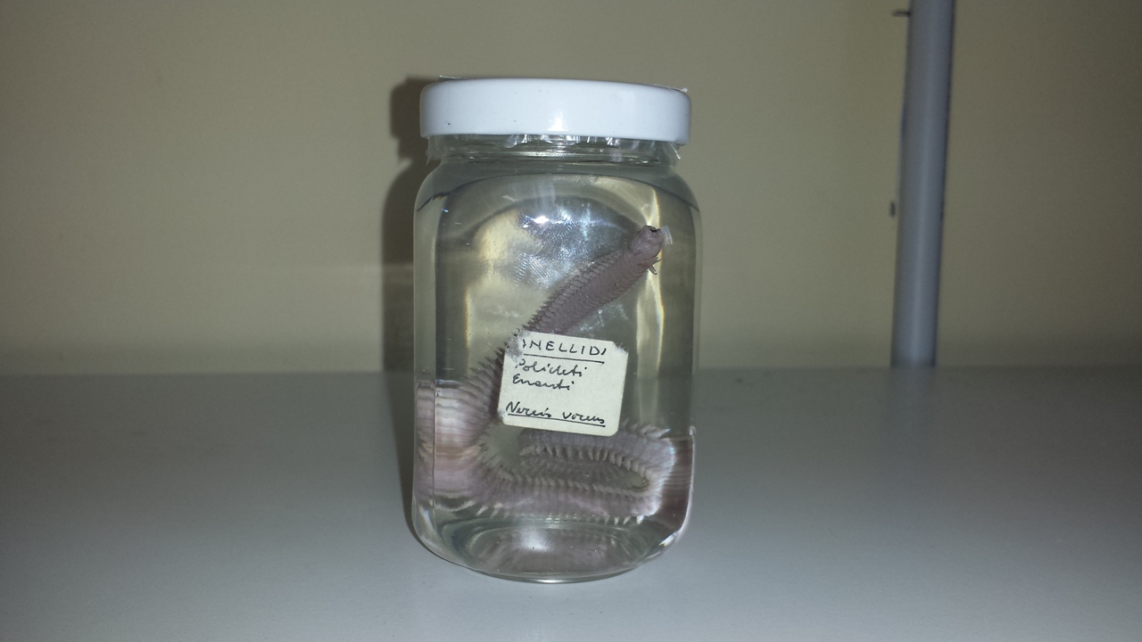 verme di mare (esemplare)