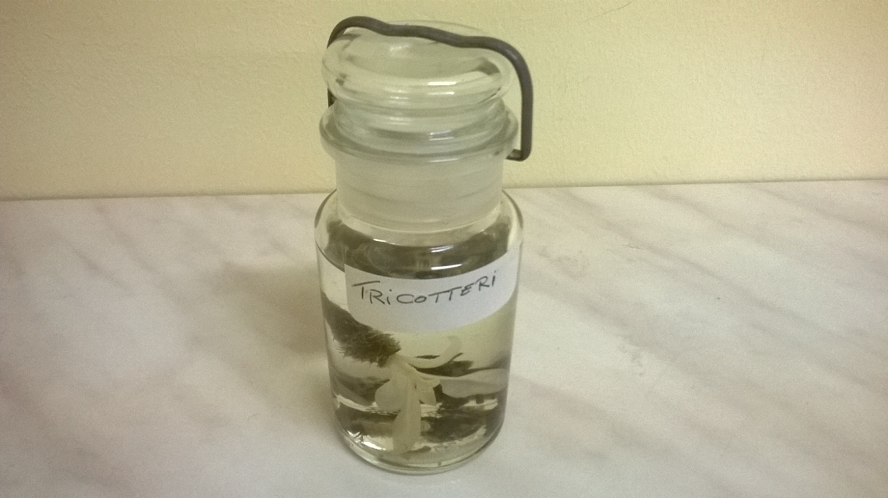 tricotteri (esemplare)