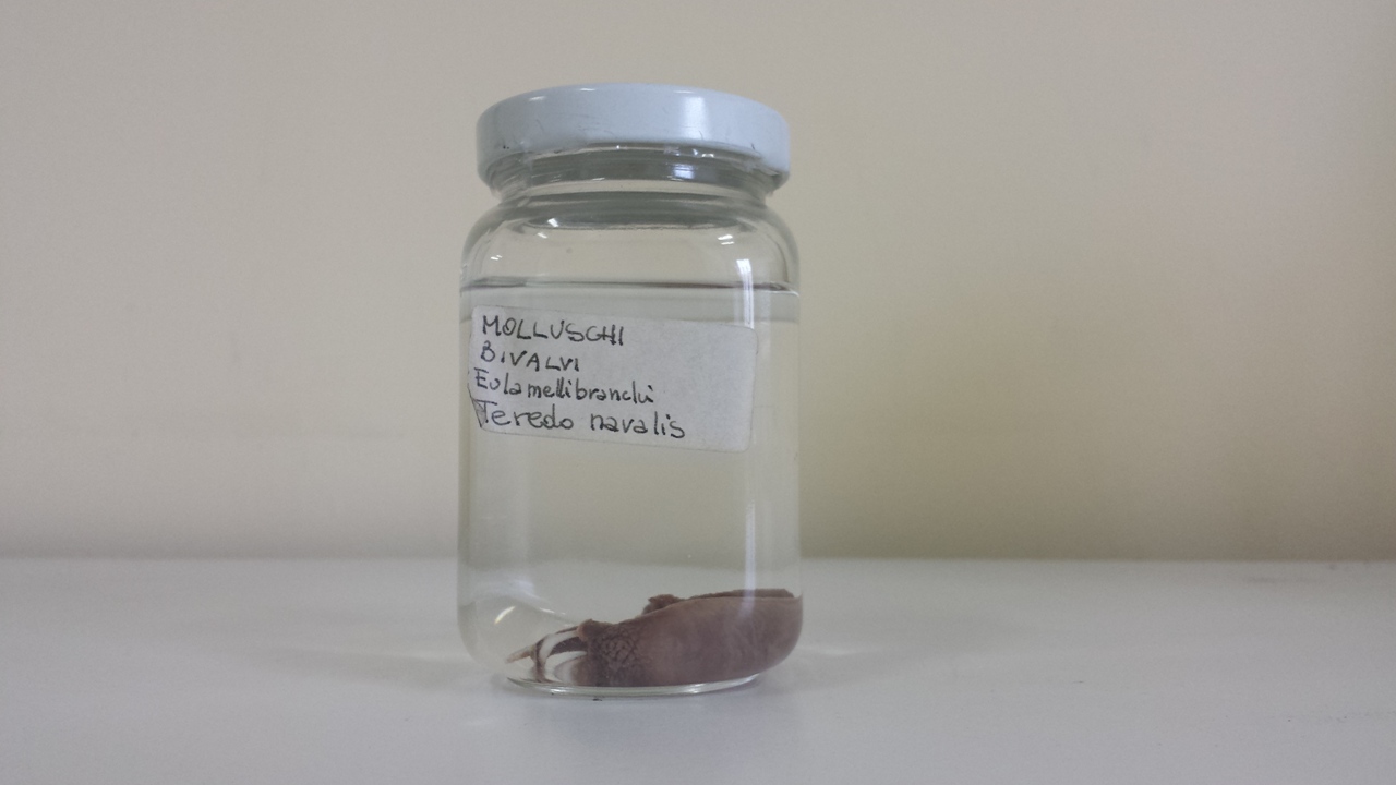 Teredo navalis (esemplare)