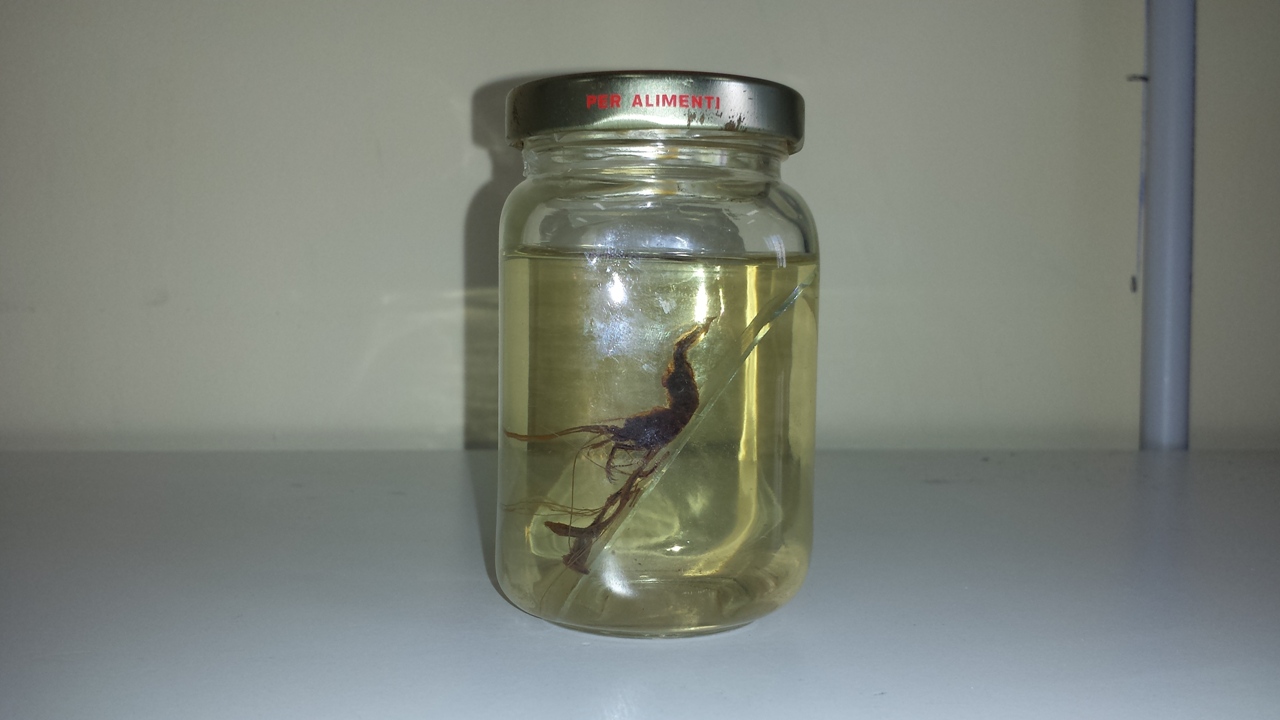 gambero meccanico (esemplare)