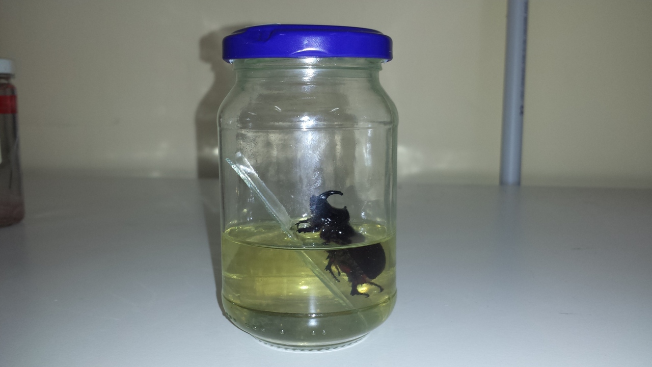 scarabeo (esemplare)