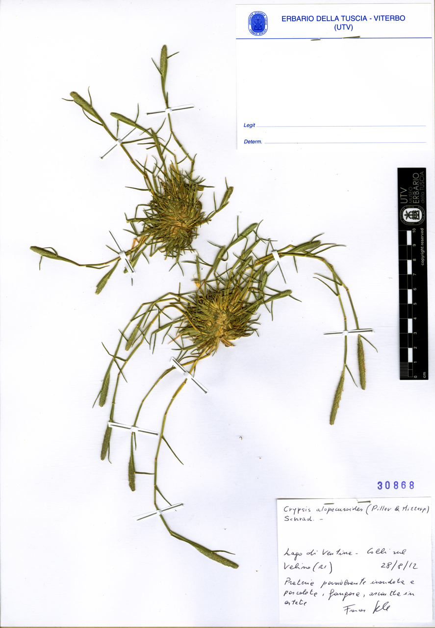 Crypsis alopecuroides (Piller & Mitterp.) Schrad - campione (2012/08/28)