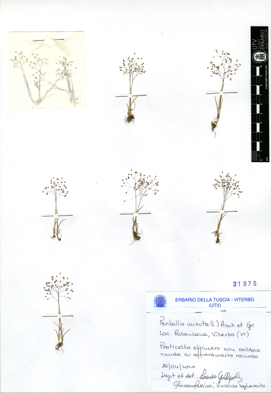 Periballia minuta (L.) Asch. et Gr - campione (2010/04/16)