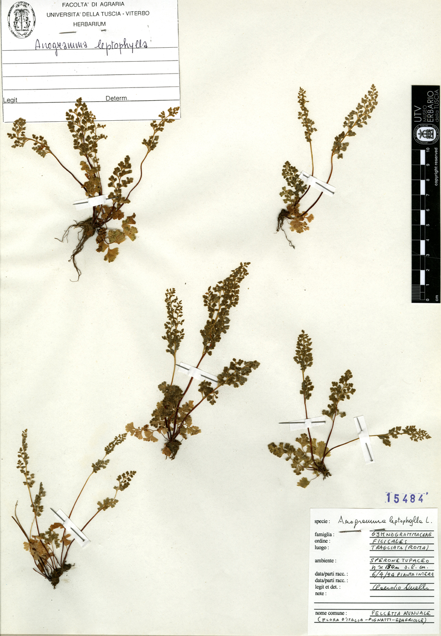 Anogramma leptophylla L - campione (1994/04/06)