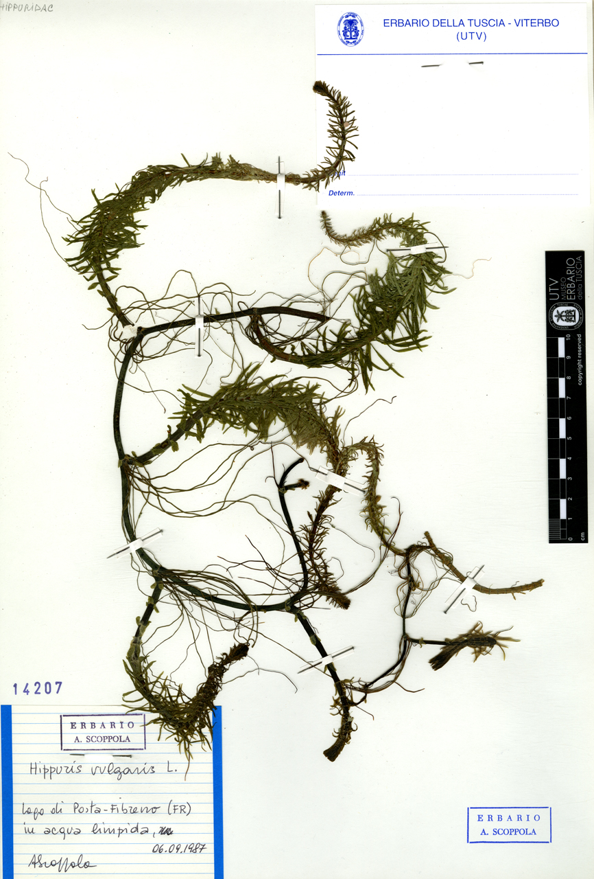 Hippuris vulgaris L - campione (1987/09/06)