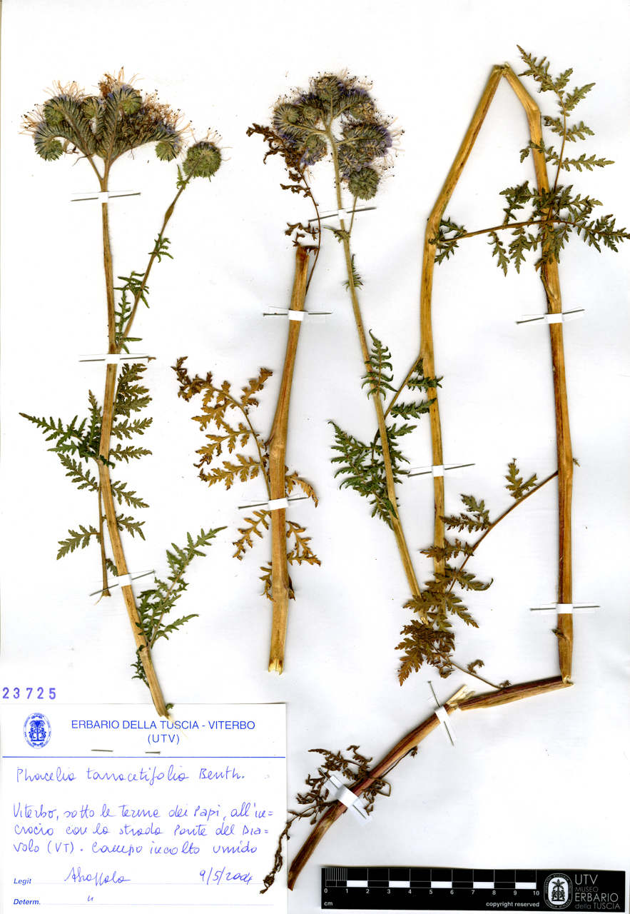 Phacelia tanacetifolia Benth - campione (2004/05/09)
