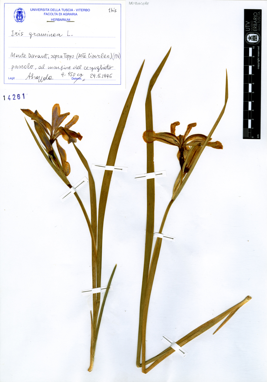 Iris graminea L - campione (1996/05/29)