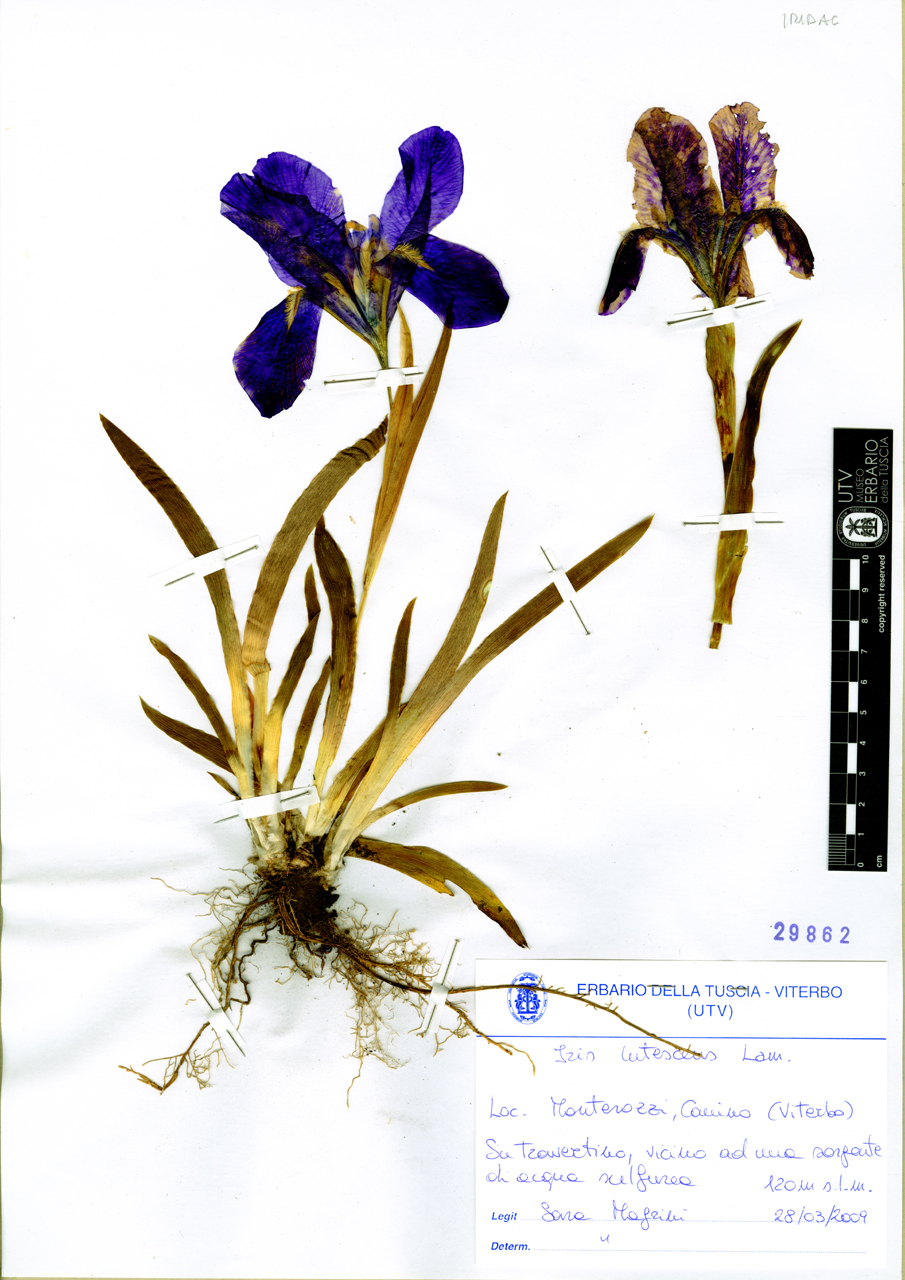 Iris lutescens Lam - campione (2009/03/28)
