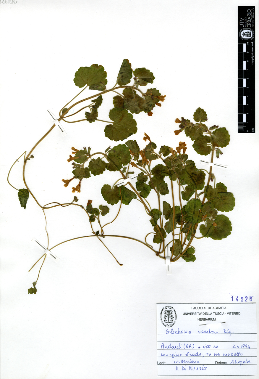 Glechoma sardoa Bég - campione (1994/04/02)