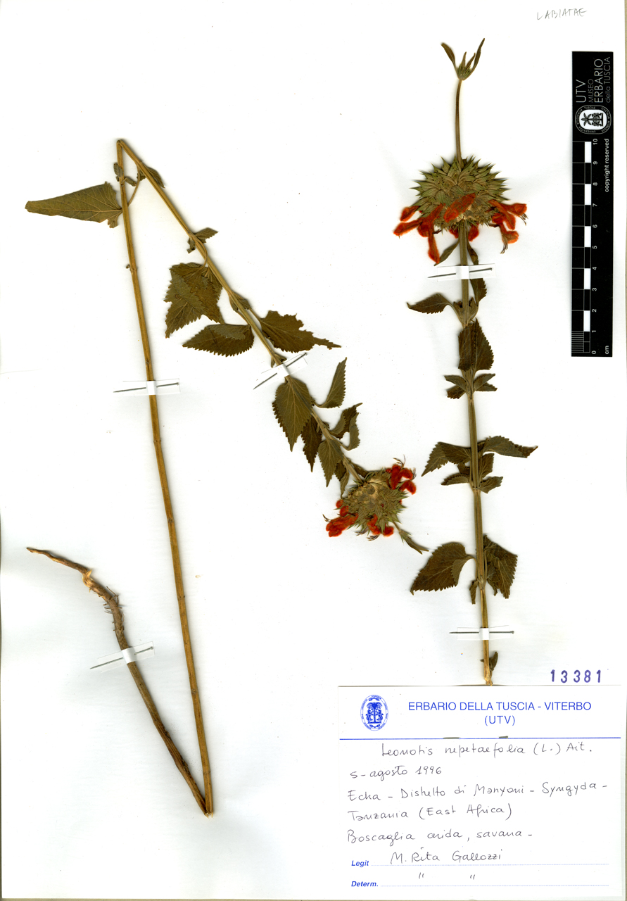 Leonotis nepetaefolia (L.) Ait - campione (1996/08/05)