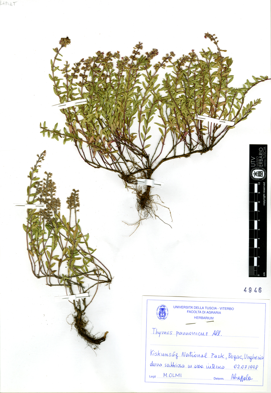 Thymus pannonicus All - campione (1998/07/02)