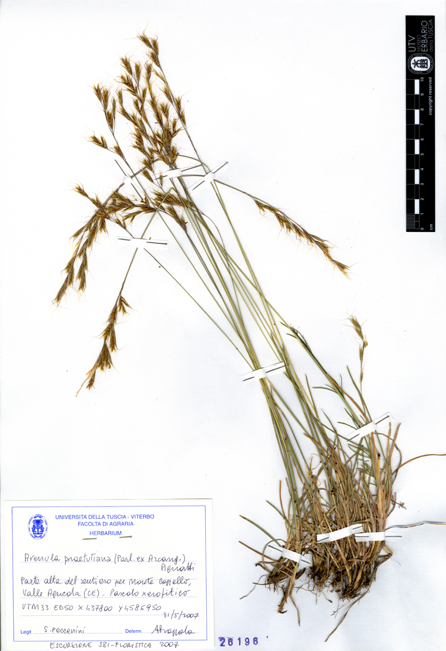Avenula praetutiana (Parl. ex Arcang.) Pignatti - campione (2007/05/31)