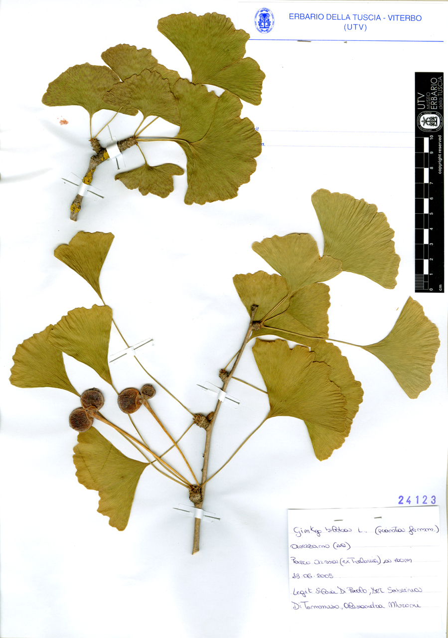 Ginkgo biloba L - campione (2005/06/28)