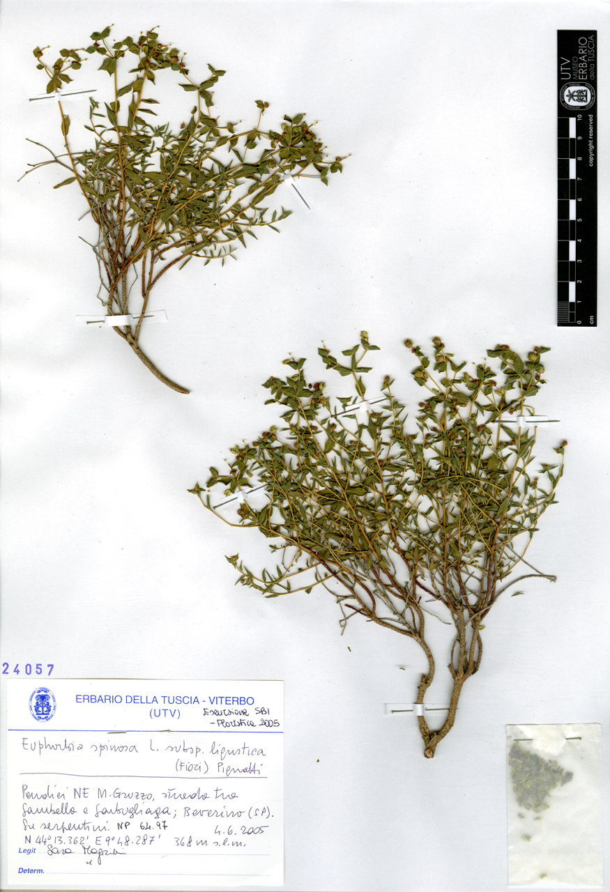Euphorbia spinosa L. subsp. ligustica (Fiori) Pignatti - campione (2005/06/04)