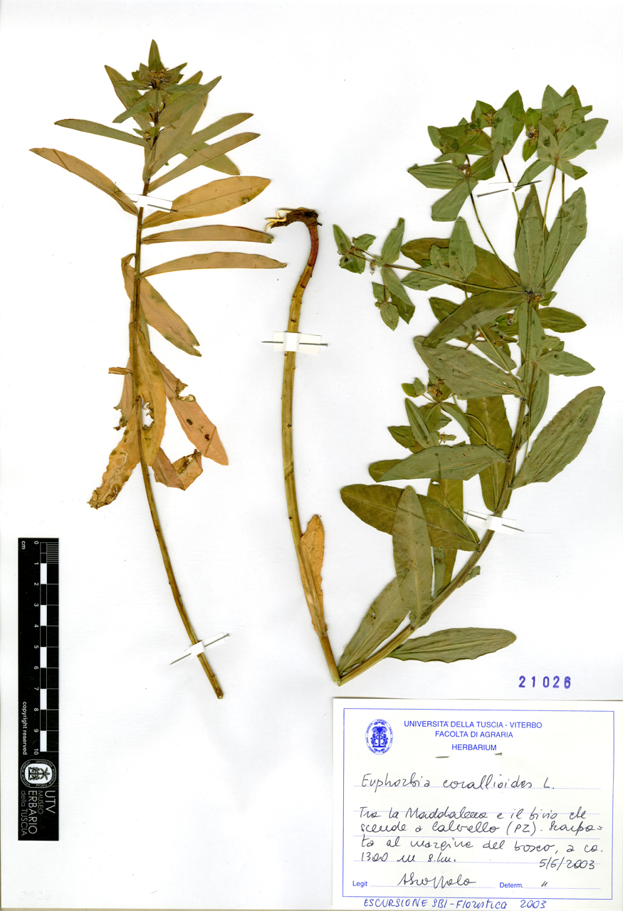 Euphorbia corallioides L - campione (2003/06/05)