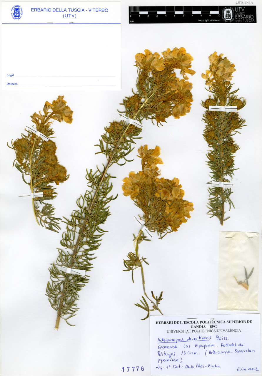 Adenocarpus decorticans Boiss - campione (2001/04/06)