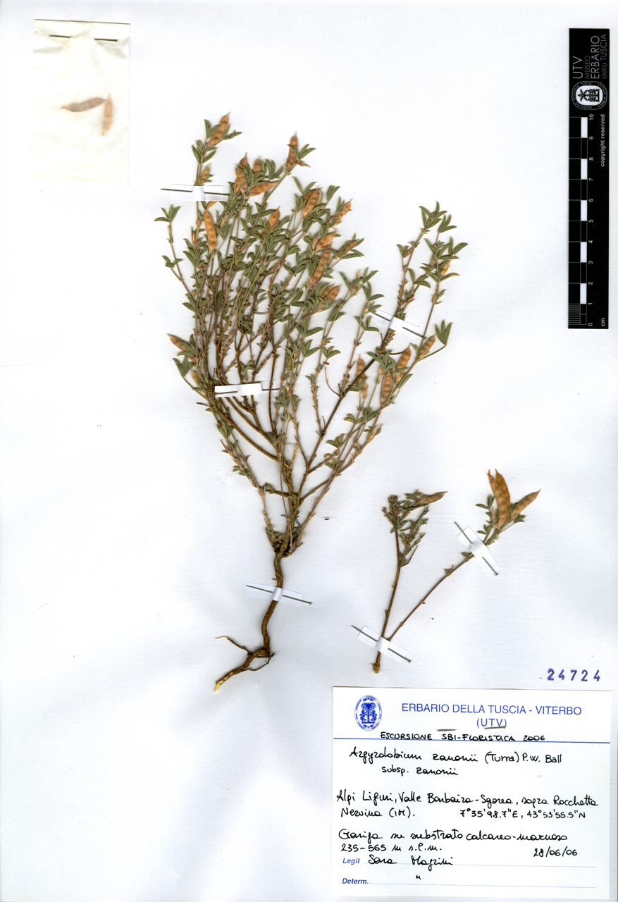 Argyrolobium zanonii (Turra) P. W. Ball subsp. zanonii - campione (2006/06/28)