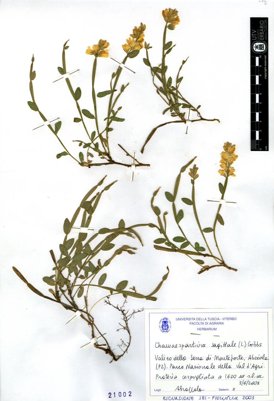 Chamaespartium sagittale (L.) Gibbs - campione (2003/06/03)
