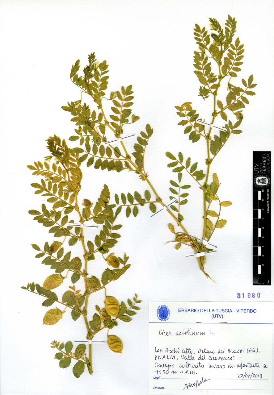 Cicer arietinum L - campione (2013/07/22)